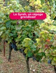 Atelier d'œnologie : La Syrah, un cépage grandiose!