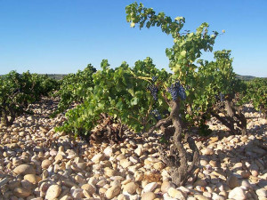 chateauneuf-du-pape