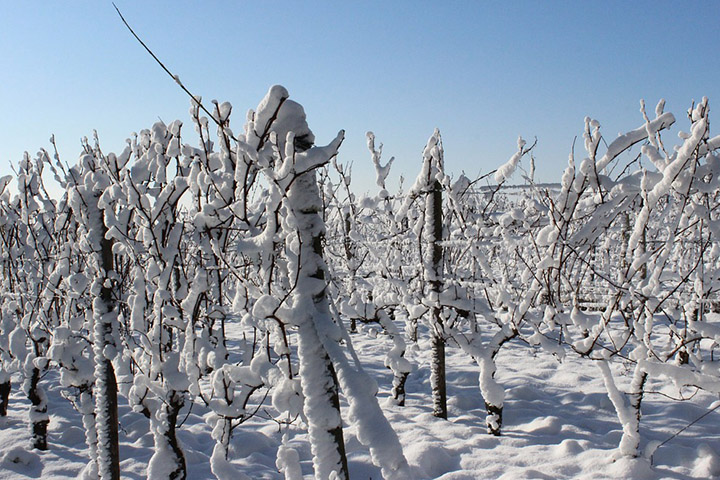 vin blanc : Vignes sous la neige et dégustations de vins