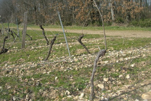 Dégustations de vins et cours d'oenologie : Taille en Guyot à Gaillac