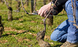 dégustation vin cours œnologie : la taille de la vigne