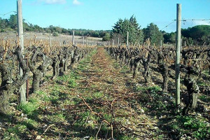 Dégustation de vins et cours d’œnologie : la taille en gobelet