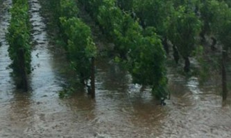 le vignoble bourguignon victime d'orages