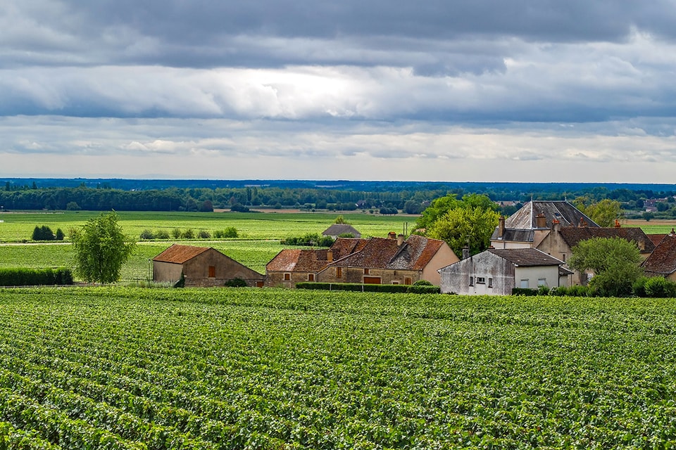 Les vignes du Domaine Aloxe-Corton 