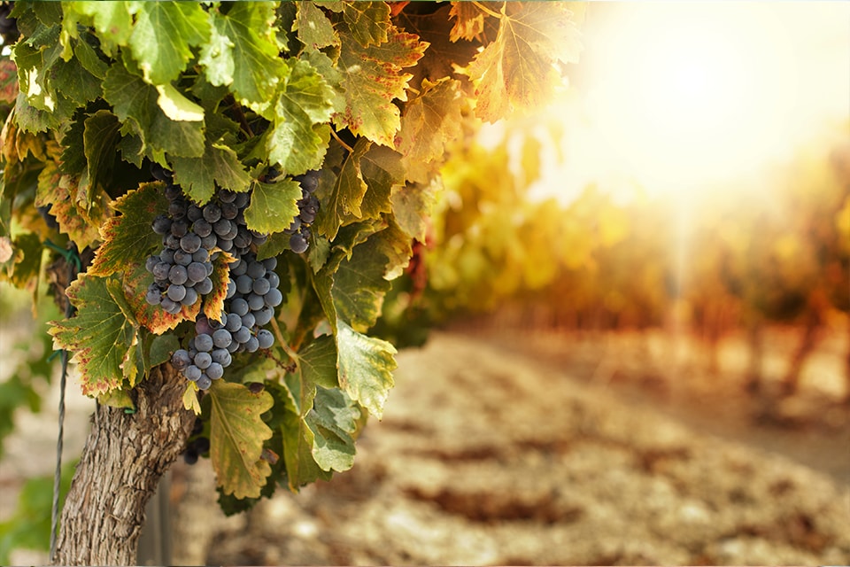 Grappe de raisin de l'AOC Fleurie