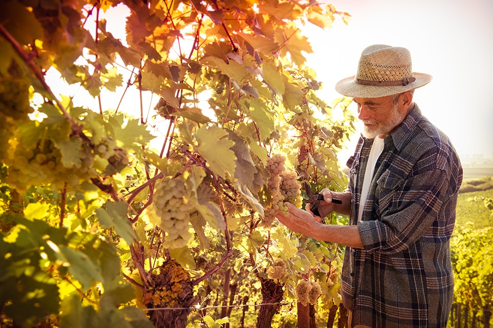 Sélection des raisins pour les vendanges