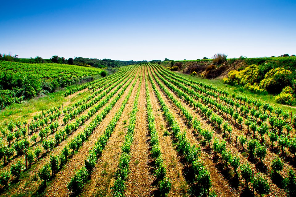 Les vignes du Domaine Grand'Cour