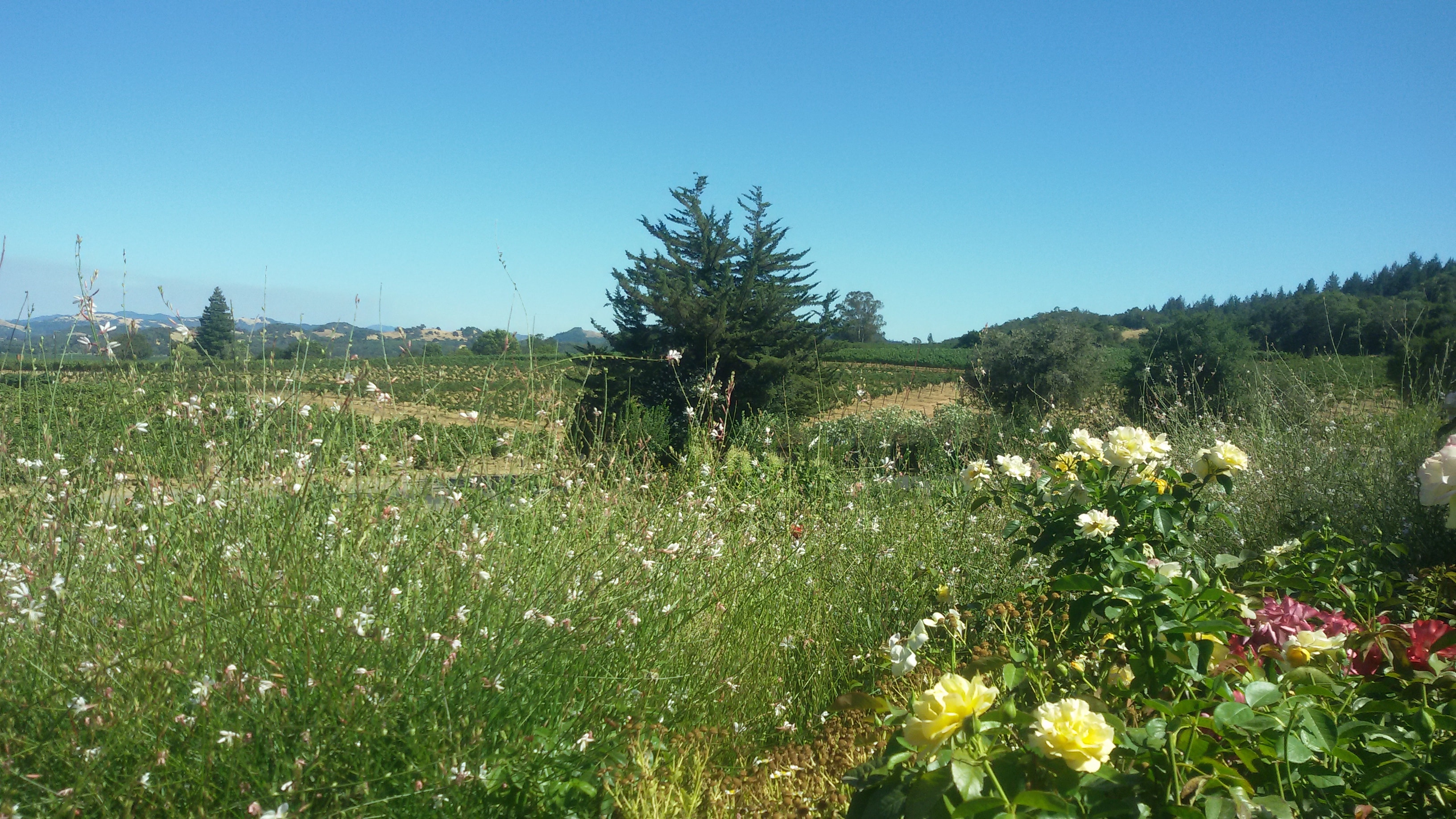 Vins en biodynamie 