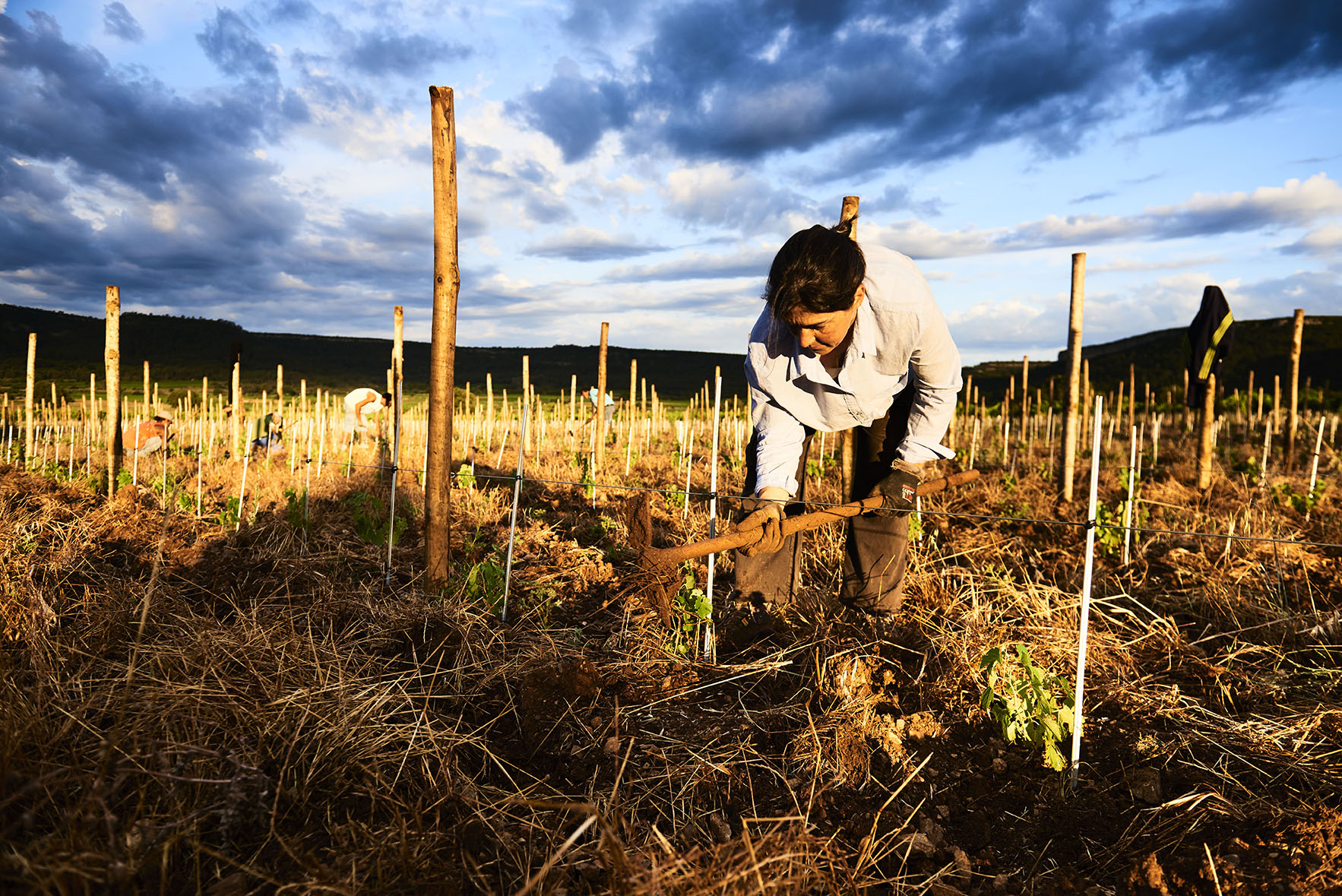 Le travail du sol dans le domaine de Mas Foulaquier