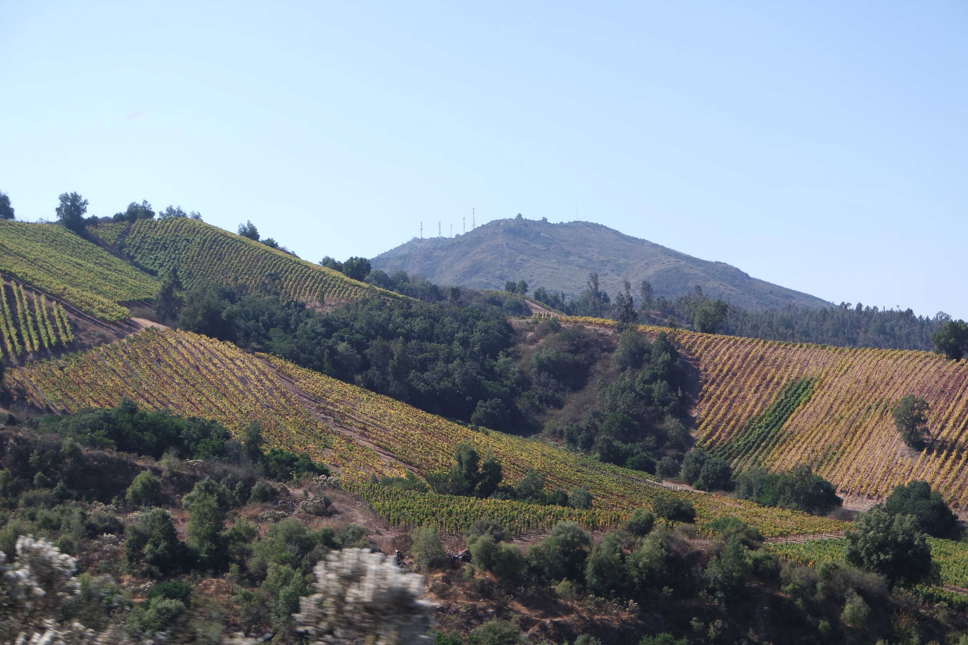 Usage du glyphosate dans les vignes