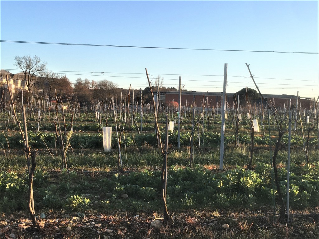 enherbement  Semis de féverole