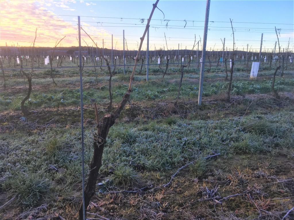 histoire du vin : Narbonne