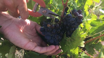 vendanges : coup de sécateurs dans les vignes