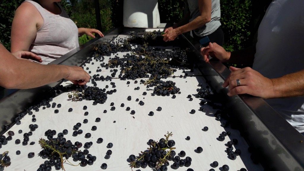 vendanges : manuelles ou mécaniques