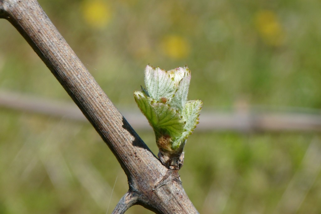 débourrement de la vigne