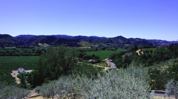 vignoble californien