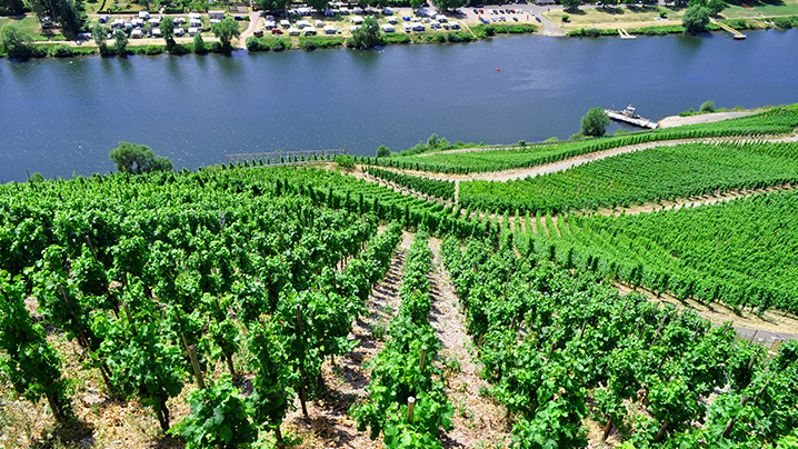 Vignoble en Allemagne