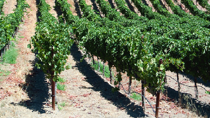 vignes irriguées