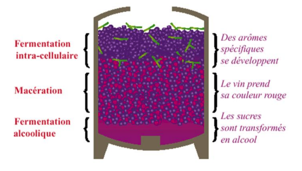 macération semi-carbonique