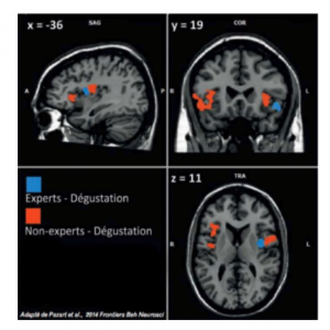 zoom cerveau expert en dégustation VS expert