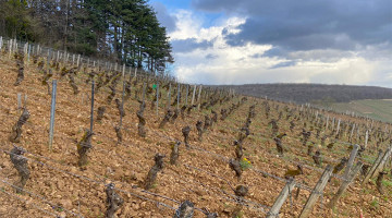 L-IMPACT-DU-CHANGEMENT-CLIMATIQUE-SUR-LA-VITICULTURE