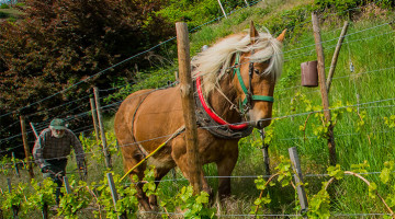 CHEVAL-DANS-LA-VIGNE