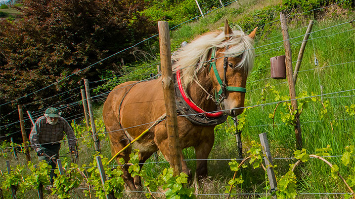 CHEVAL-DANS-LA-VIGNE