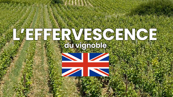 l'effervescence-du-vignoble-anglais