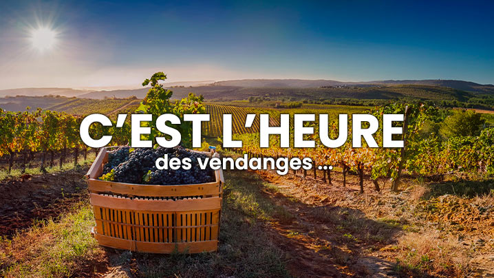 LES-VENDANGES-ARRIVENT