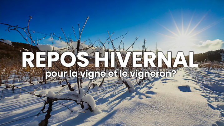 vignes-sous-la-neige