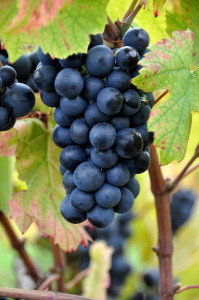 domaine des pothiers-gamay-saint-romain
