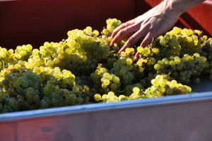pothiers_chardonnay