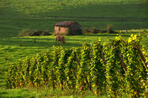 pothiers_vignes