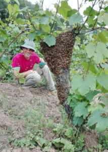 17-Essain-abeille-au-Breitenberg-
