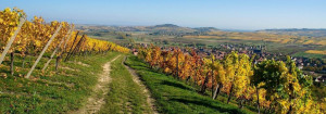Vignes-Westhalten-1-1920x675-c-default