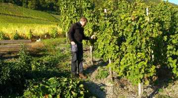 Reconversion-dans-les-vignes