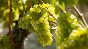 Sauvignon_blanc-Delor_Reserve_blanc-Vin_Bordeaux-952x650