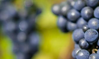 pinot-iloveimg-cropped