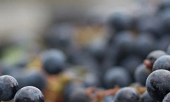 cours œnologie cabernet Franc