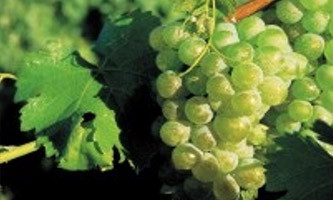 Cépage-Chenin-cours-oenologie-et-degustation-de-vins