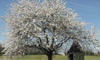 dégustation de vin et cours œnologie : Domaine de Fosse-sèche