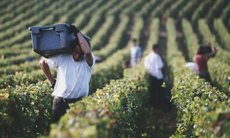 dégustation de vins et cours d’œnologie : Les vendanges
