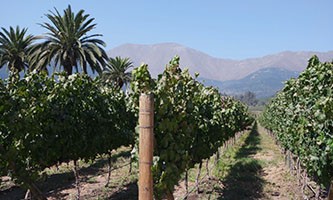 Cours d'oenologie : Les vendanges 2018 dans l'hémisphère sud