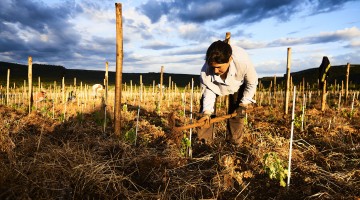 Le travail du sol dans le domaine de Mas Foulaquier