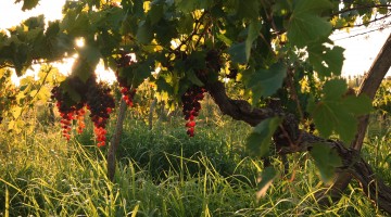 glyphosate : désherbant de Mosanto