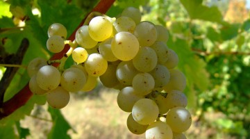 Sauvignon blanc : cépage