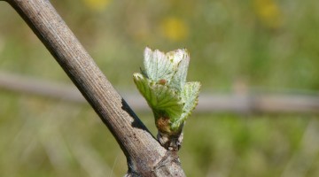 débourrement de la vigne