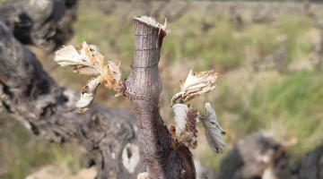 épisode de gel avril 2021