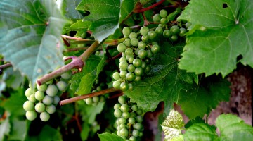 vendanges en vert