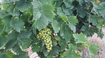 fermeture de grappes de raisins